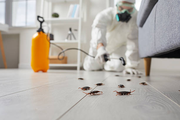 Post-Treatment Bed Bug Interceptor Monitoring in Babson Park